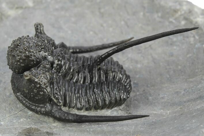 Spiny Cyphaspis Trilobite - Ofaten, Morocco #245924